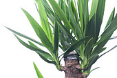 Yucca elephantipes