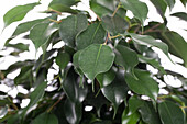 Ficus benjamina 'Danita'