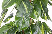 Philodendron scandens 'Brasil'