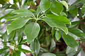 Schefflera arboricola