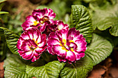 Primula vulgaris