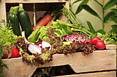 Gemüsekiste Salat Frisee Salat Lollo Rosso Blattsalat Eichblattsalat Möhren rote Zwiebel Gurke Knolauch Radieschen Zucchini Tomate Kohl