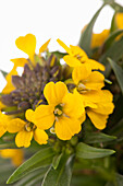 Erysimum cheiri 'Canaries Yellow'