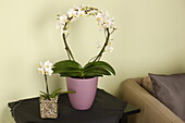 Phalaenopsis Arched