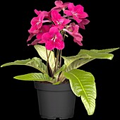 Streptocarpus