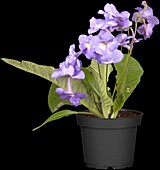 Streptocarpus, blue