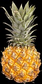 Pineapple comosus (Baby pineapple)