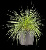 Festuca glauca