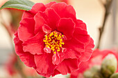 Camellia japonica 'Hana-no-Sato'