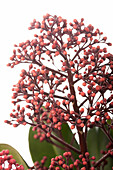 Skimmia japonica 'Rubella
