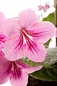 Streptocarpus