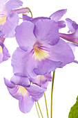 Streptocarpus