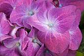 Hydrangea macrophylla, purple