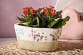 Kalanchoe blossfeldiana