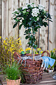 Viburnum tinus