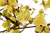 Corylopsis pauciflora