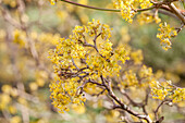 Cornus officinalis