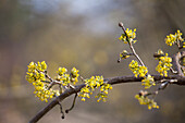 Cornus mas 'Aurea'