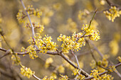 Cornus officinalis