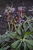 Helleborus orientalis