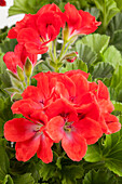 Pelargonium grandiflorum