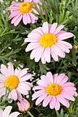 Argyranthemum frutescens, rosa