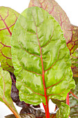 Beta vulgaris