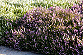 Erica darleyensis 'Darley Dale' (s)