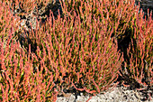 Calluna vulgaris Gardengirls® 'Zora'