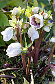Helleborus orientalis 'Spring Promise Sandra'®