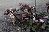 Helleborus "Amalia