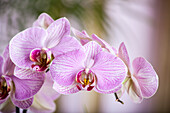 Phalaenopsis