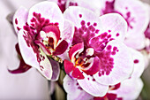 Phalaenopsis