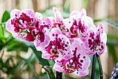 Phalaenopsis