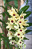 Dendrobium nobile Songbird