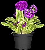 Primula denticulata, purple