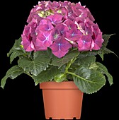 Hydrangea macrophylla