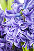 Hyacinthus multiflora