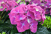 Hydrangea macrophylla