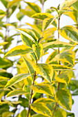 Ligustrum ovalifolium 'Aureum'