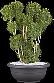 Buxus sempervirens