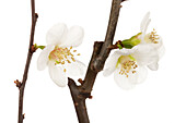 Chaenomeles japonica