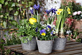 Ranunculus, Iris, Viola cornuta, Narcissus 'Tête à Tête'
