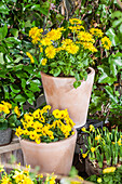 Doronicum orientale, Viola cornuta,  Narcissus 'Tête à Tête'