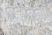 Birch bark background