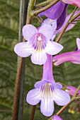 Streptocarpus parfuflora