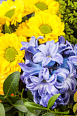 Hyacinthus orientalis, Chrysanthemum hortorum, yellow