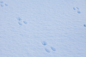 Tierspuren im Schnee
