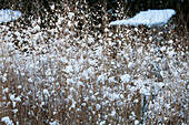 Winter grasses frozen
