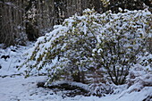 Euonymus fortunei snow covered